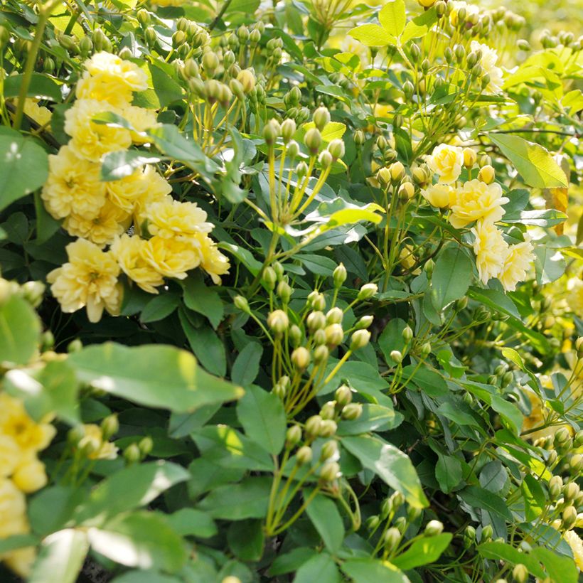 Rosa banksiae Lutea - Rosa di Lady Banks (Fogliame)