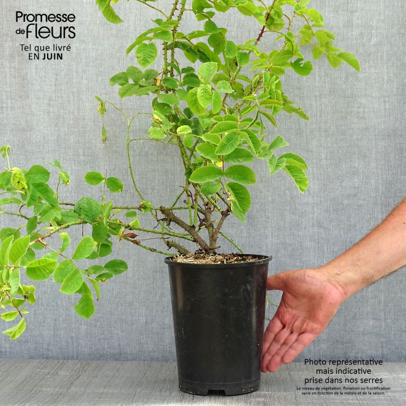 Rosa (x) damascena - Rosa di Damas Vaso da 4L/5L esemplare consegnato in primavera