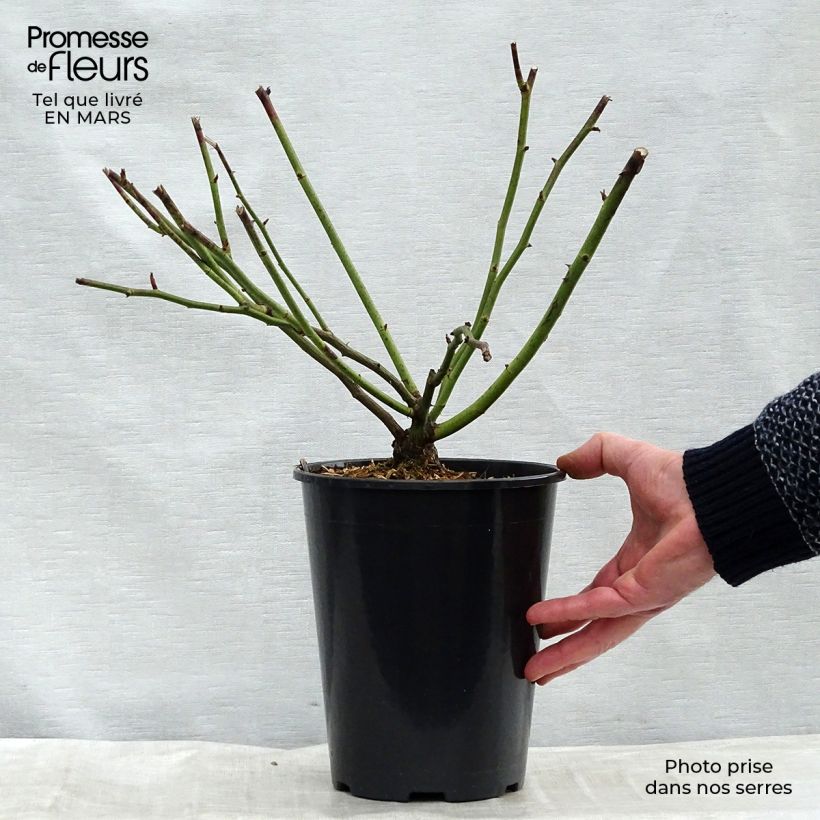 Rosa rampicante Aimée Vibert Vaso da 4L/5L esemplare consegnato in primavera