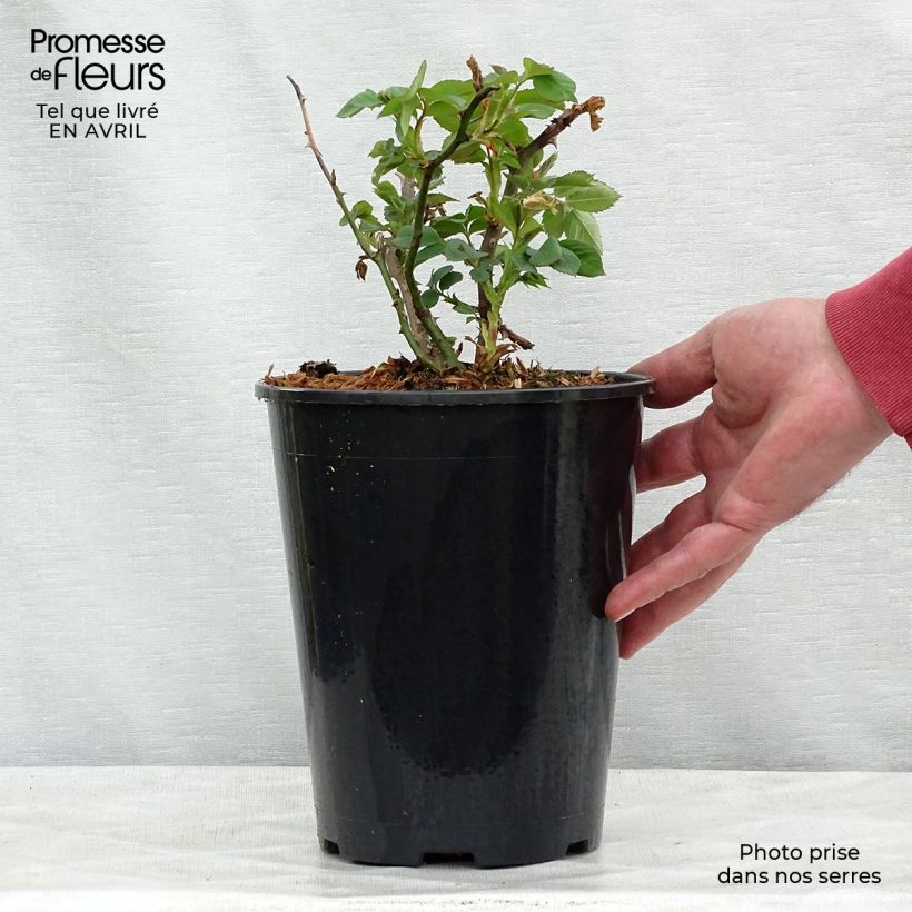 Rosa rampicante Alchymist Vaso da 4L/5L esemplare consegnato in primavera