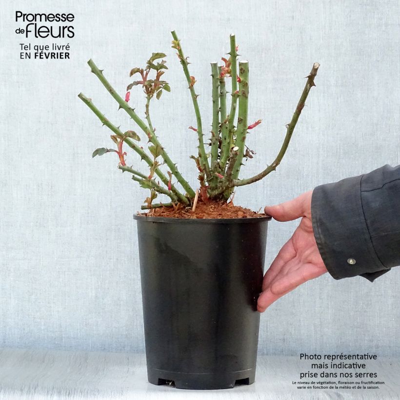 Rosa Alibaba - Rosa rampicante Vaso da 4L/5L esemplare consegnato in inverno