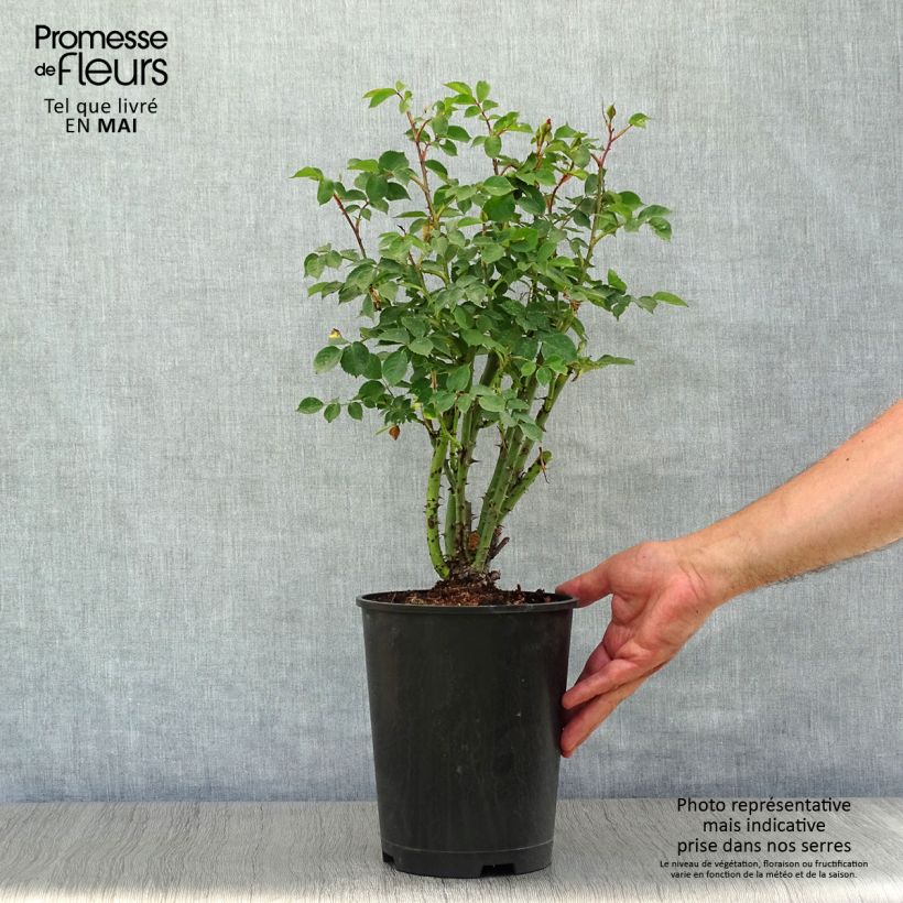 Rosa Alibaba - Rosa rampicante Vaso da 4L/5L esemplare consegnato in primavera