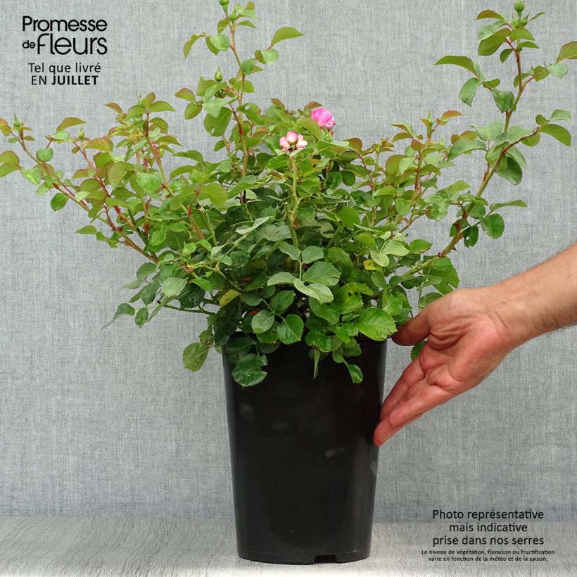 Esemplare di Rosa rampicante Allegro Vaso da 4L/5L consegnato in estate