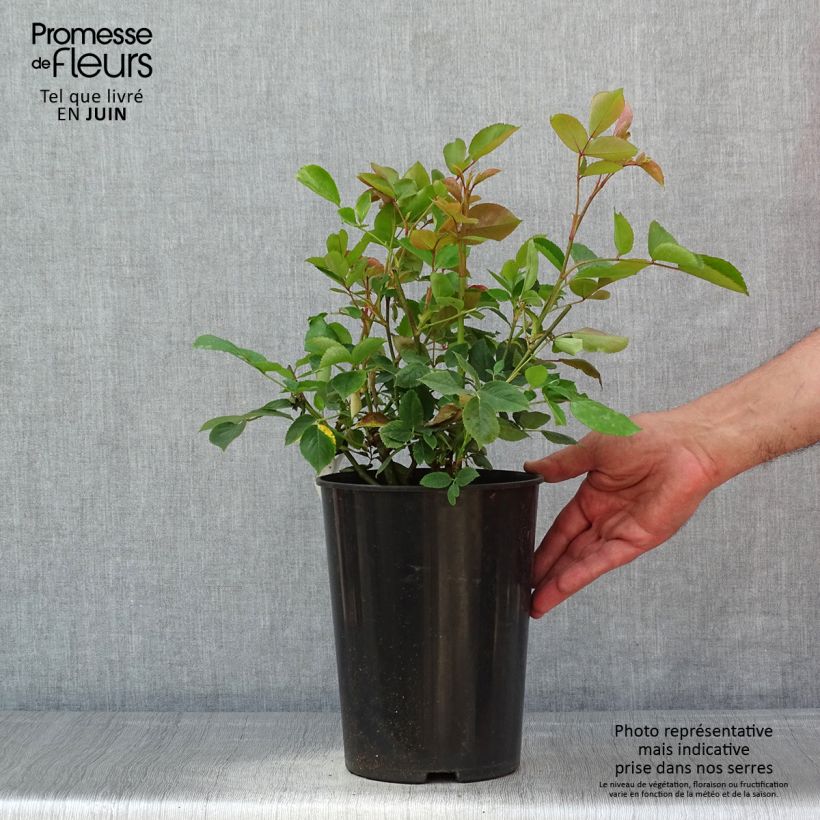 Rosa rampicante Aloha de Kordes Vaso da 4L/5L esemplare consegnato in primavera