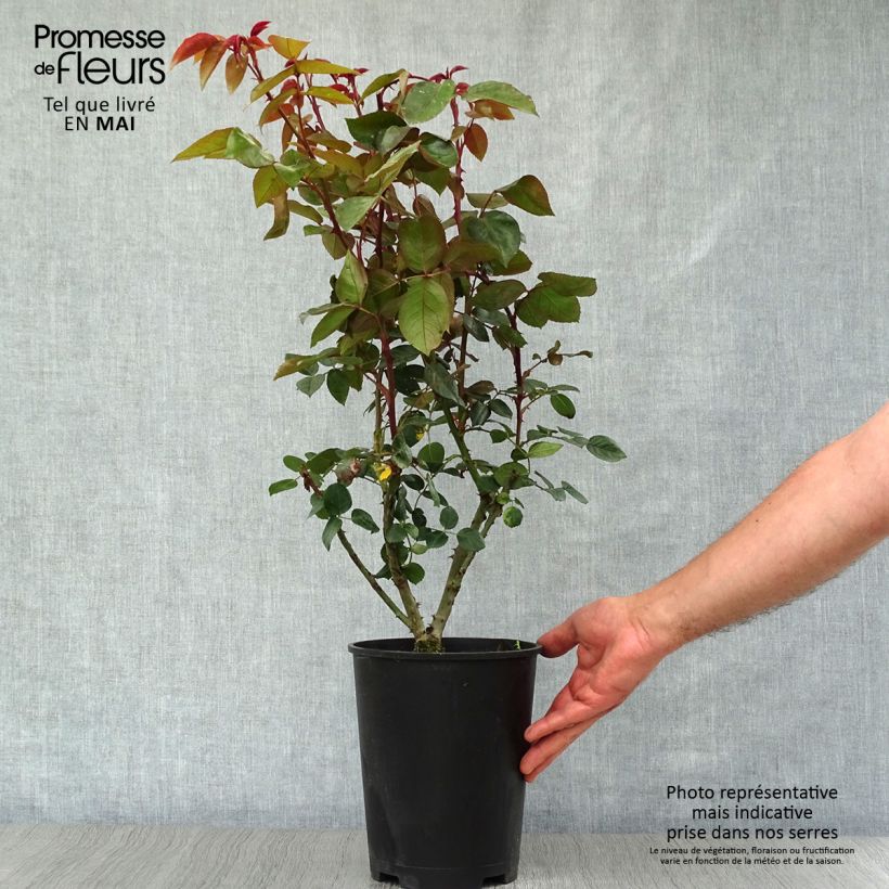 Rosa rampicante Compassion Vaso da 4L/5L esemplare consegnato in primavera