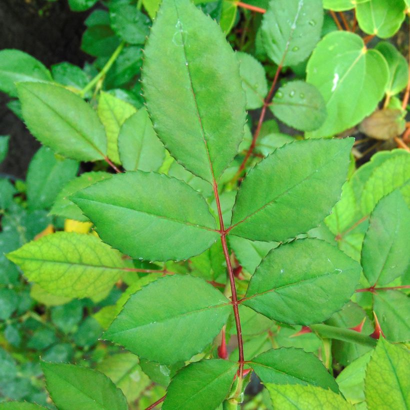 Rosa rampicante Blossomtime (Fogliame)