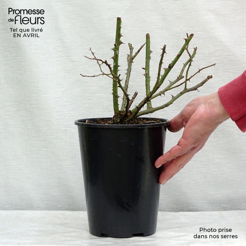 Rosa rampicante Blossomtime Vaso da 4L/5L esemplare consegnato in primavera