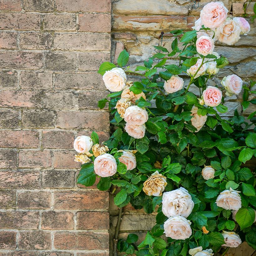 Rosa rampicante Blush Noisette (Porto)