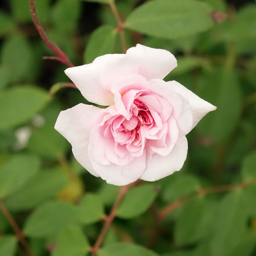 Rosa Cecile brunner - Rosa rampicante (Fioritura)