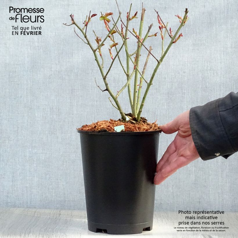 Rosa rampicante Cocktail Vaso da 4L/5L esemplare consegnato in inverno