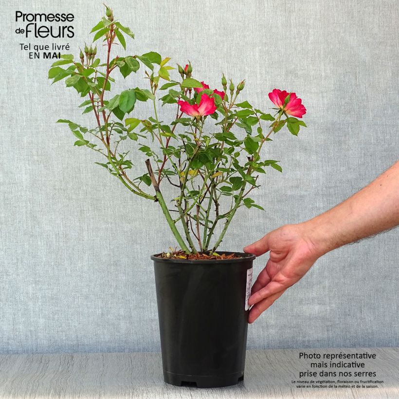 Rosa rampicante Cocktail Vaso da 4L/5L esemplare consegnato in primavera