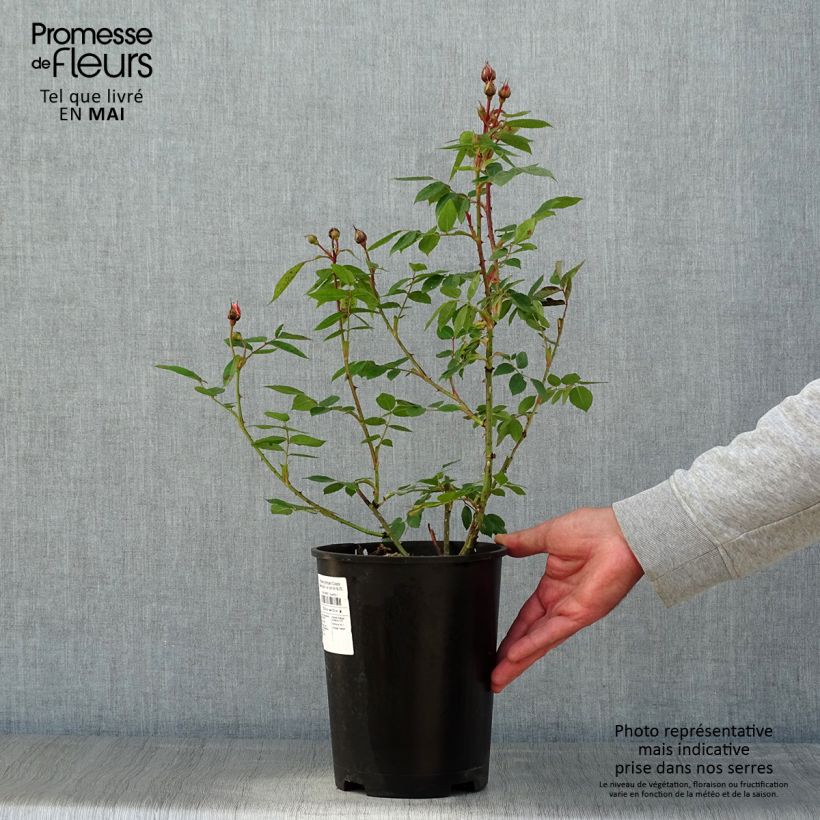Rosa rampicante Colette Vaso da 4L/5L esemplare consegnato in primavera