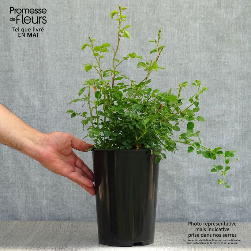 Rosa rampicante Crimson Shower Vaso da 3L/4L esemplare consegnato in primavera