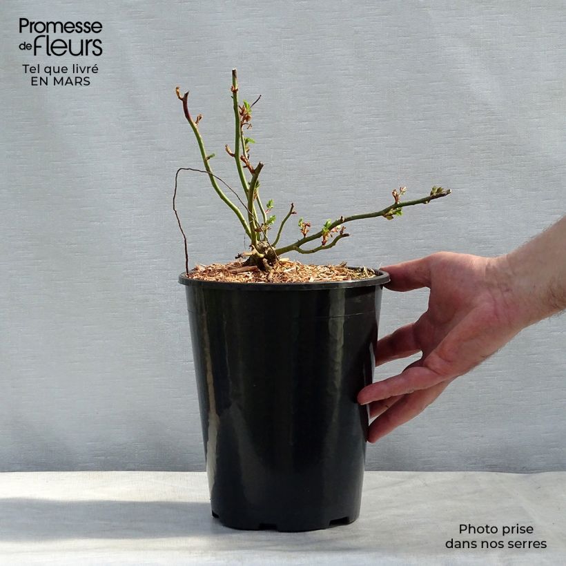 Rosa wichuraiana Dorothy Perkins - Rosa rampicante Vaso da 4L/5L esemplare consegnato in inverno