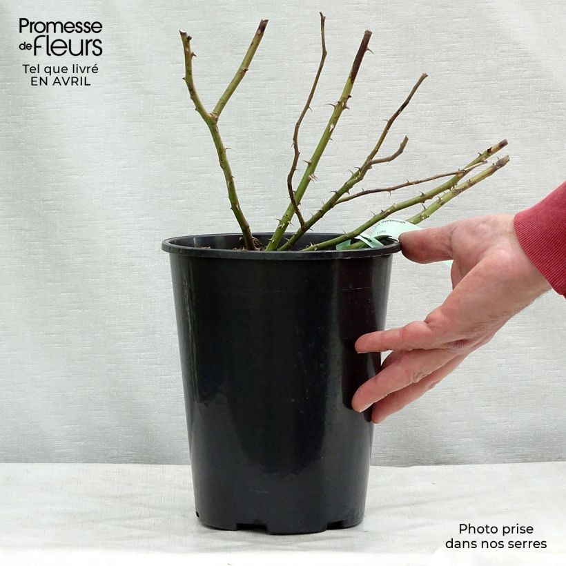 Rosa rampicante Dortmund Vaso da 4L/5L esemplare consegnato in primavera