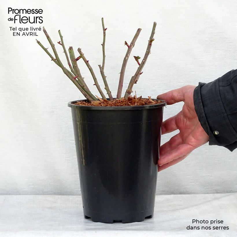 Rosa rampicante Easy Fashion Vaso da 4L/5L esemplare consegnato in primavera