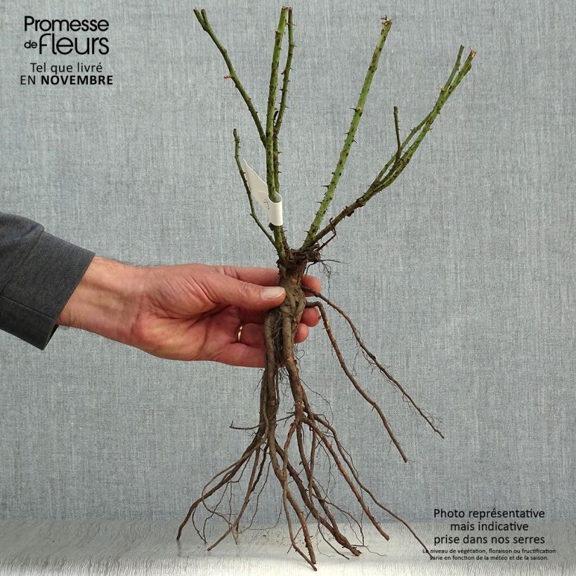 Esemplare di Rosa wichuraiana Excelsa - Rosa rampicante Piante piccole a radice nuda come consegnato in autunno