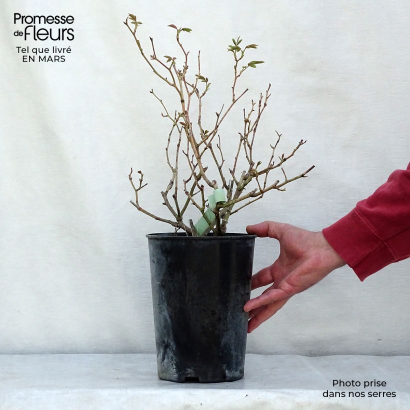 Rosa rampicante Climbing Iceberg Vaso da 4L/5L esemplare consegnato in primavera