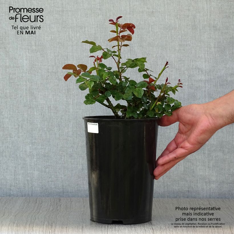 Rosa rampicante Florentina Vaso da 4L/5L esemplare consegnato in primavera