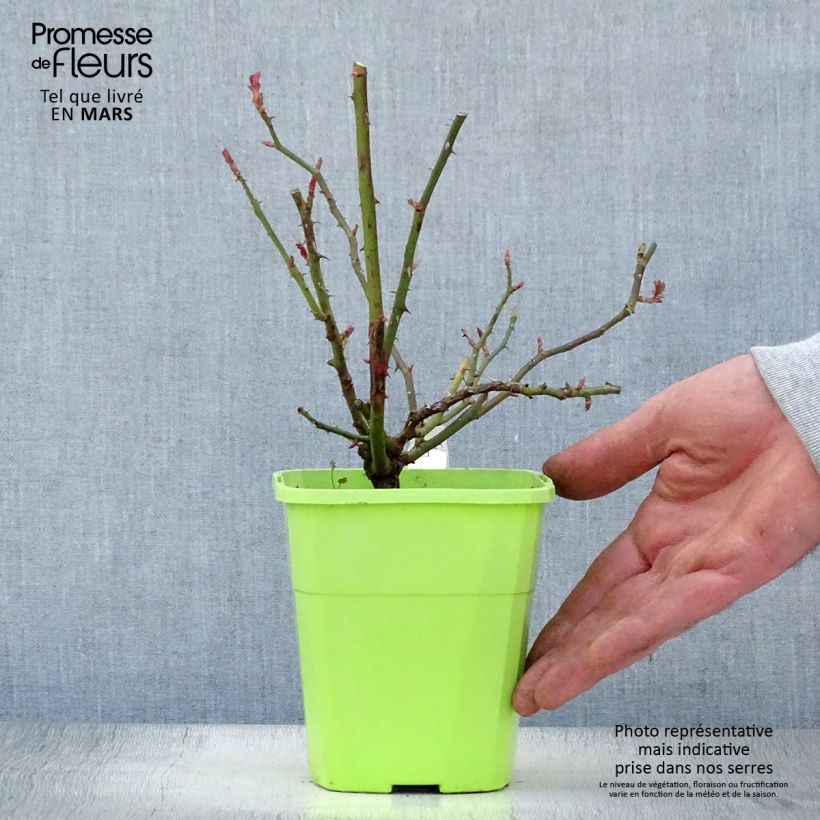 Rosa rampicante Florentina Vaso da 4L/5L esemplare consegnato in primavera