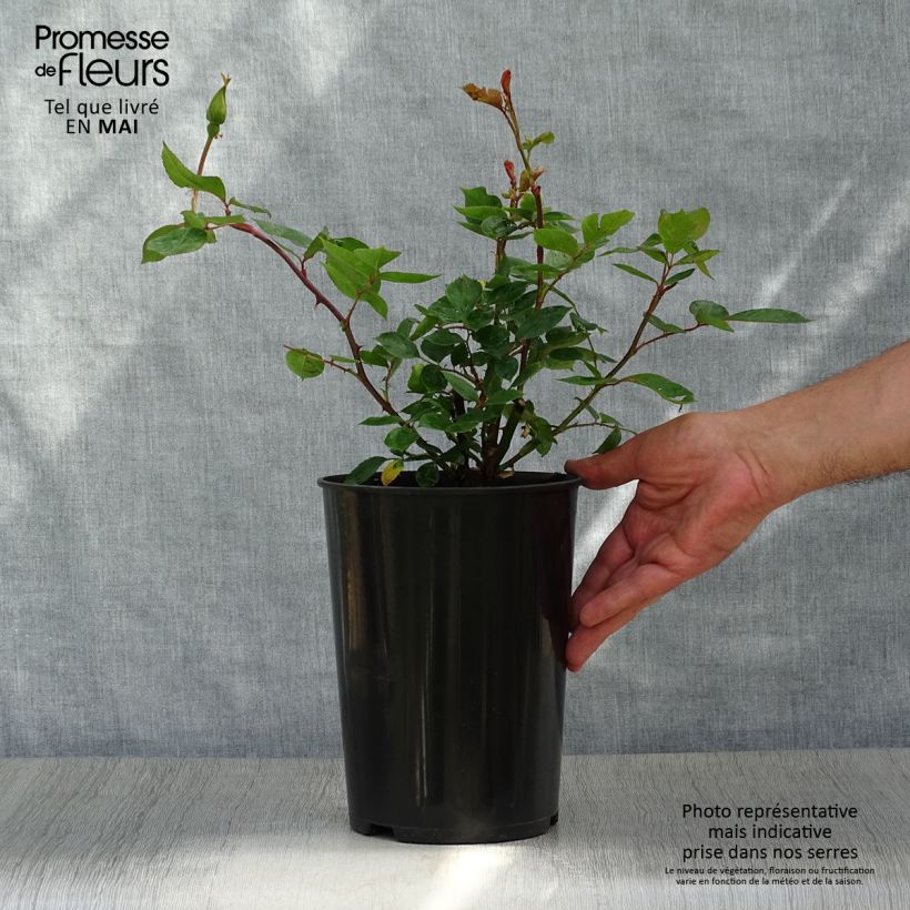 Rosa Golden Showers - Rosa rampicante Vaso da 4L/5L esemplare consegnato in primavera