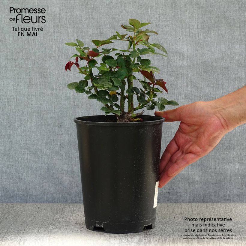 Rosa Red Flame - Rosa rampicante Vaso da 4L/5L esemplare consegnato in primavera