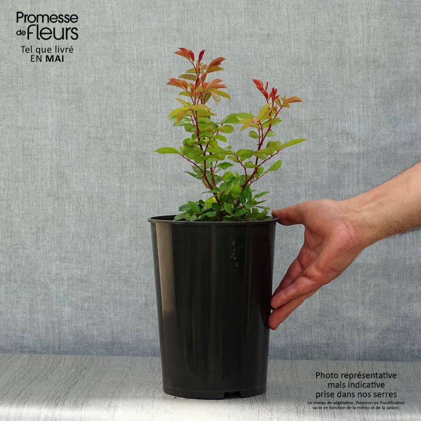 Rosa rampicante Mermaid Vaso da 2L/3L esemplare consegnato in primavera