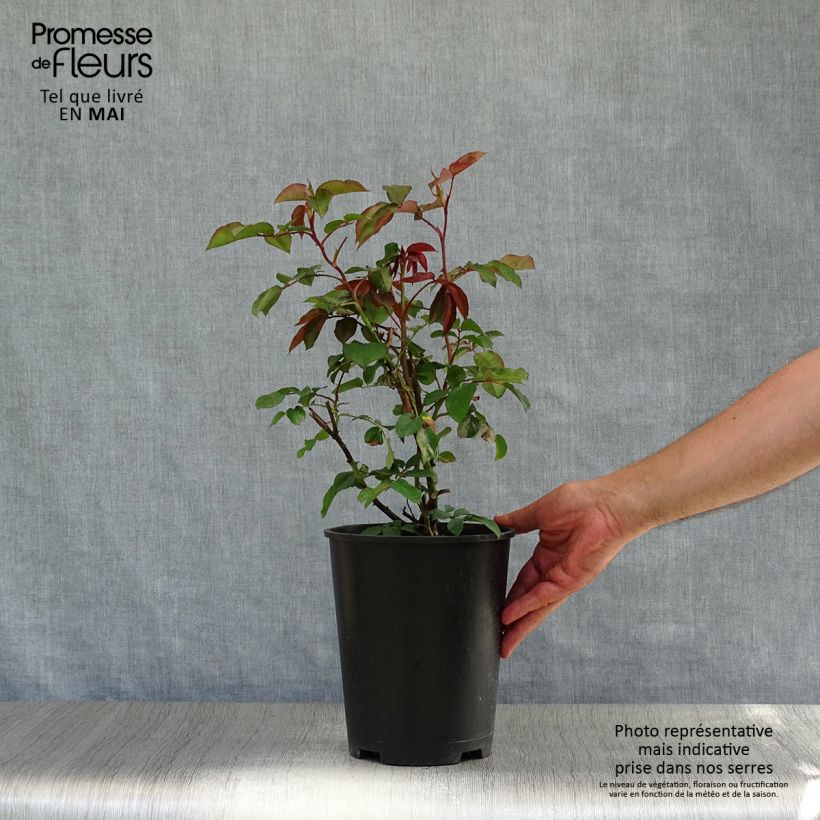 Rosa rampicante Orange Climber Vaso da 4L/5L esemplare consegnato in primavera