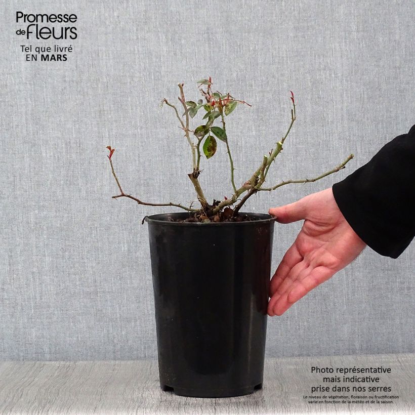 Rosa wichuraiana Paul Transon - Rosa rampicante Vaso da 4L/5L esemplare consegnato in inverno