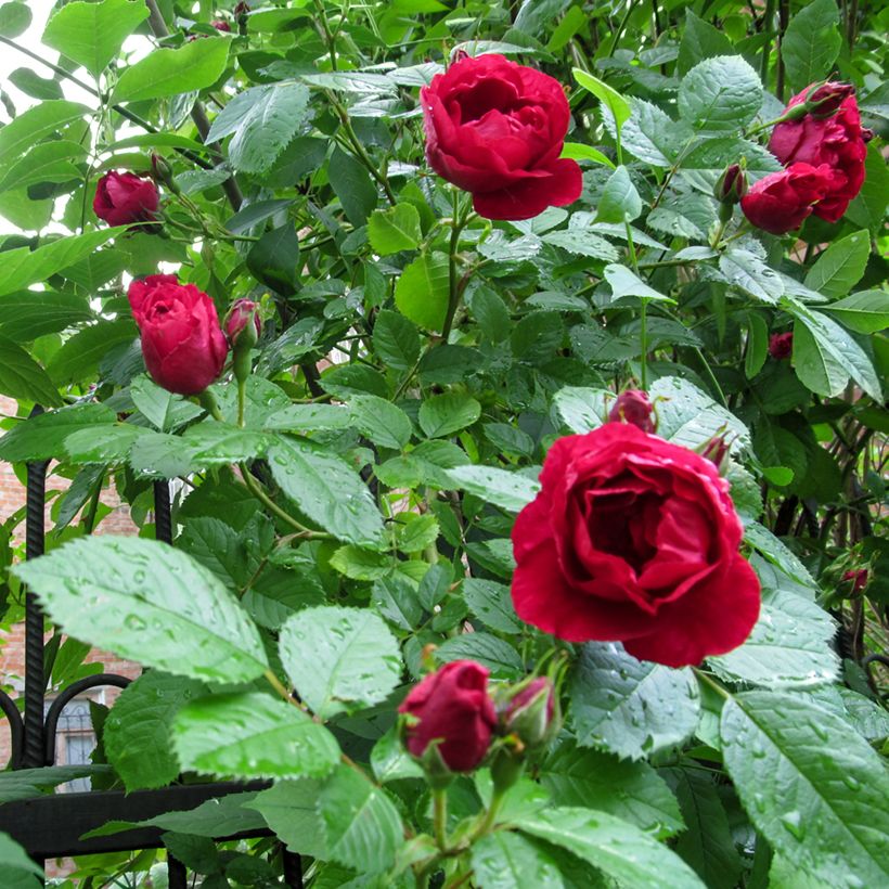Rosa rampicante Paul's Scarlet Climber (Fogliame)