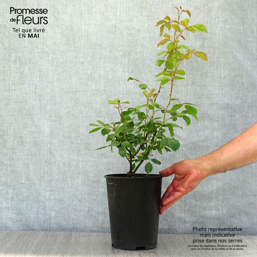 Rosa rampicante Paul's Scarlet Climber Vaso da 4L/5L esemplare consegnato in primavera
