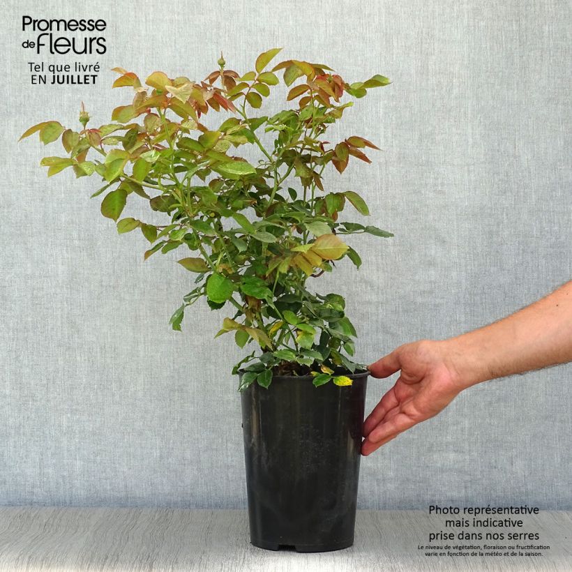 Esemplare di Rosa rampicante Pierre de Ronsard Vaso da 4L/5L consegnato in estate