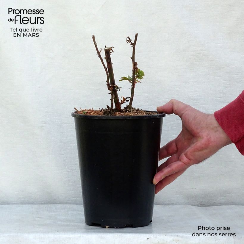Rosa rampicante Pink Cloud Vaso da 4L/5L esemplare consegnato in primavera