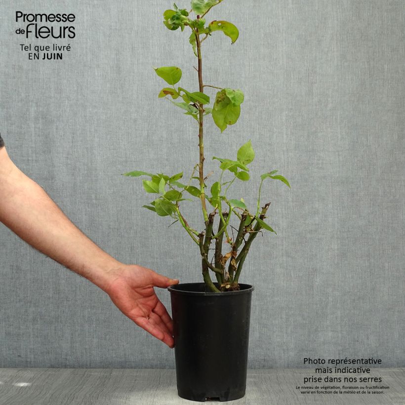 Rosa rampicante Pirate Vaso da 4L/5L esemplare consegnato in primavera