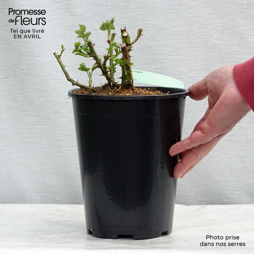 Rosa rampicante Polka Vaso da 4L/5L esemplare consegnato in primavera