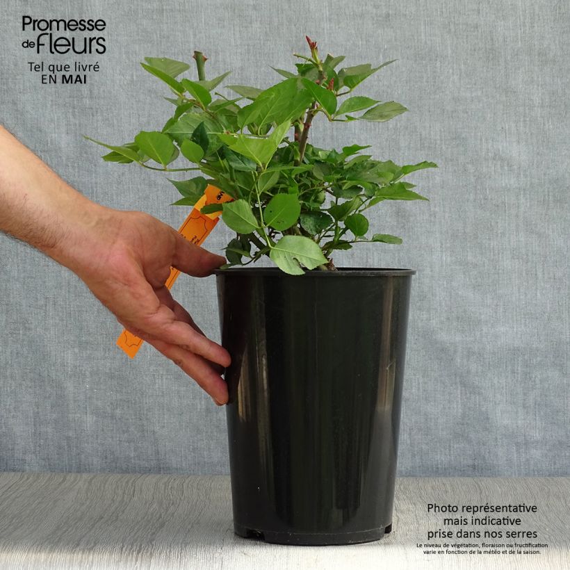 Rosa rampicante Red Eden Rose Vaso da 4L/5L esemplare consegnato in primavera
