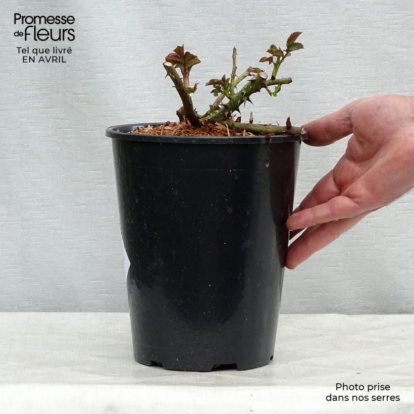 Rosa rampicante Rosarium Uetersen Vaso da 4L/5L esemplare consegnato in primavera