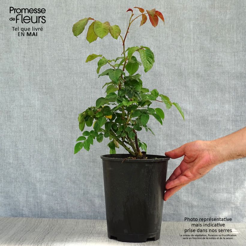 Rosa rampicante Klettermaxe Vaso da 4L/5L esemplare consegnato in primavera
