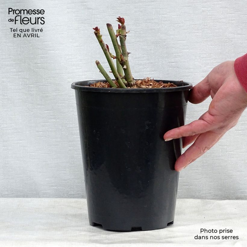 Rosa rampicante Schneewalzer Vaso da 4L/5L esemplare consegnato in primavera