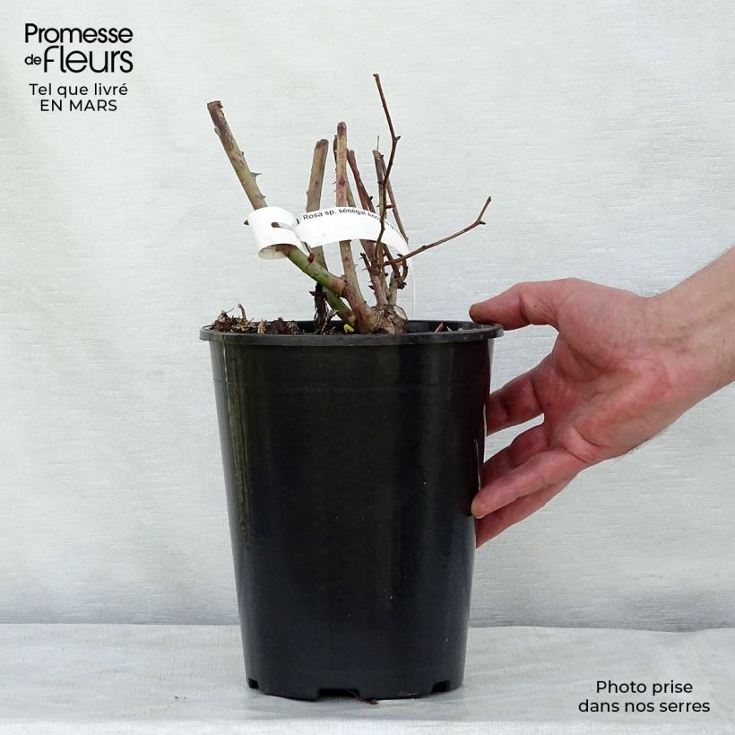 Rosa Sénégal - Rosa rampicante Vaso da 4L/5L esemplare consegnato in primavera
