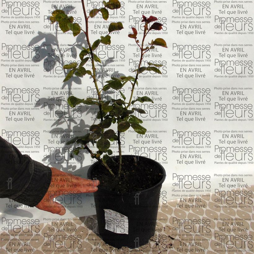 Esempio di esemplare Rosa rampicante Times Past Vaso da 4L/5L come consegnato