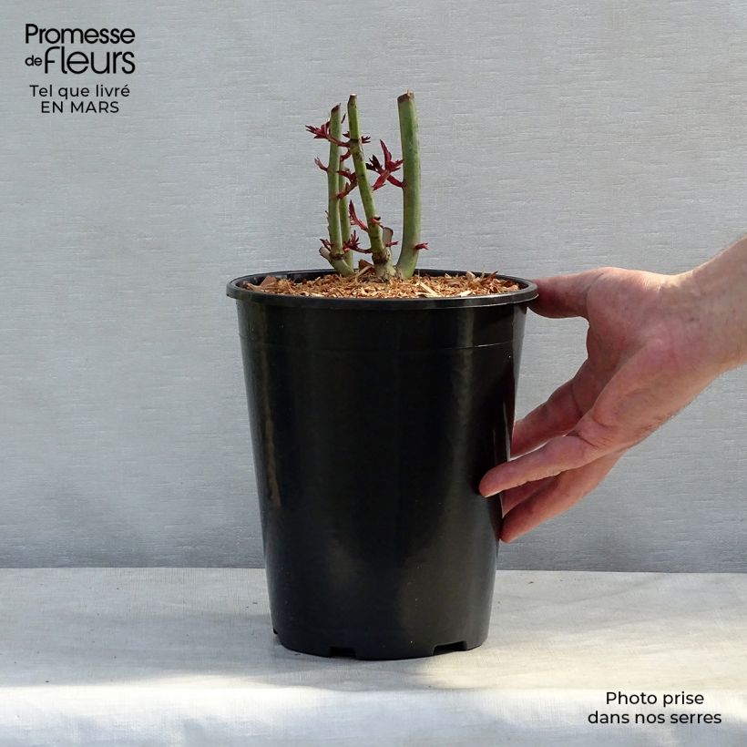 Rosa rampicante Treasure Trove Vaso da 4L/5L esemplare consegnato in primavera