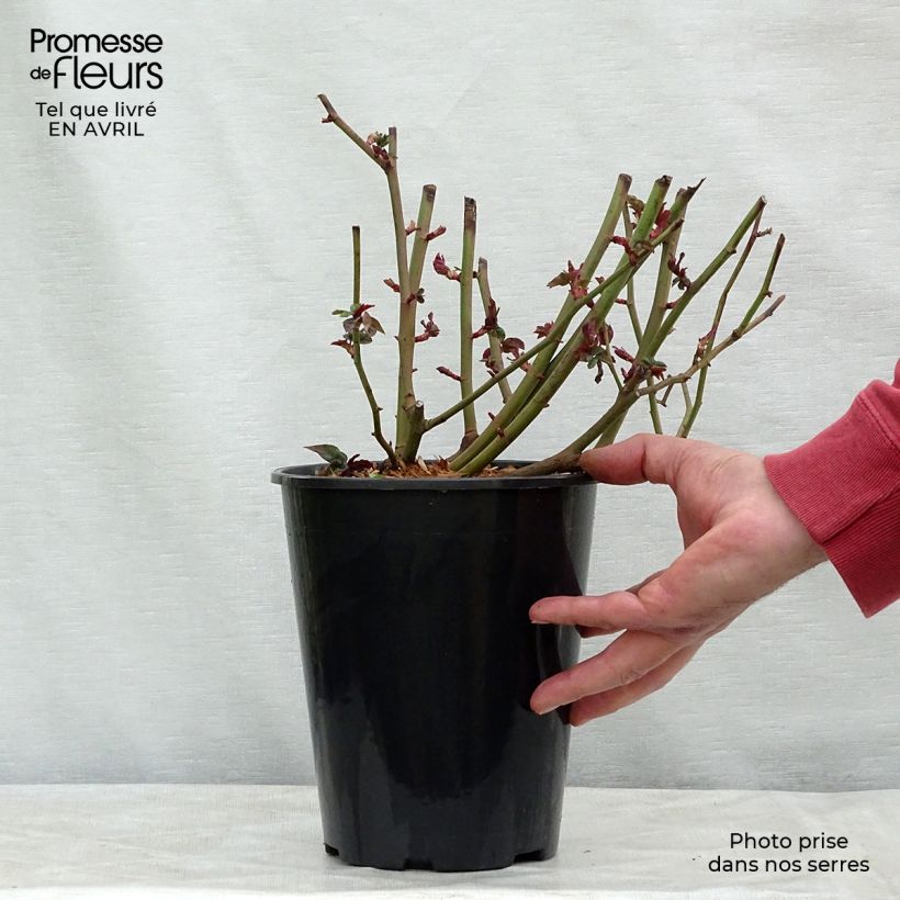 Rosa rampicante Zéphirine Drouhin Vaso da 4L/5L esemplare consegnato in primavera
