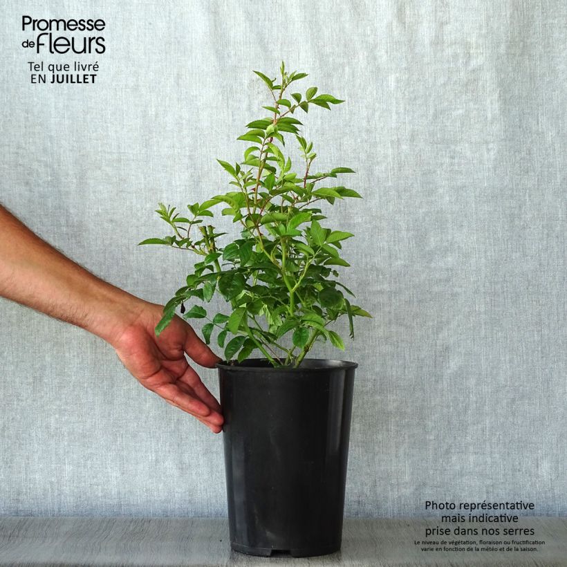 Esemplare di Rosa multiflora Blush Rambler Vaso da 4L/5L consegnato in estate