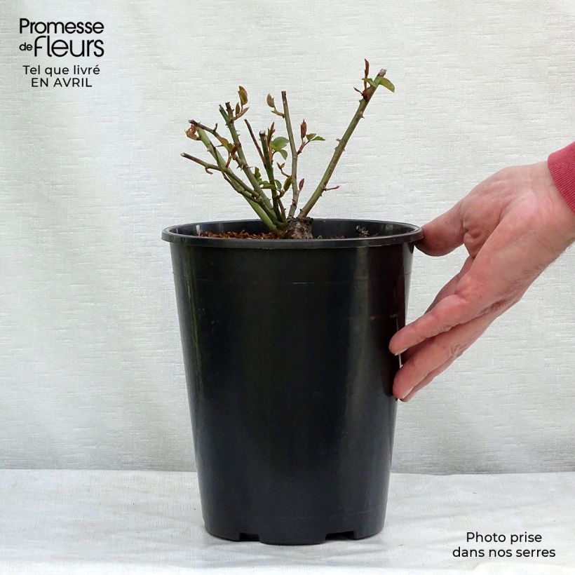 Rosa rampicante Felicité et Perpétue Vaso da 4L/5L esemplare consegnato in primavera