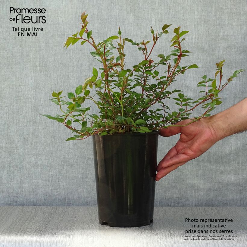 Rosa wichuraiana François Juranville - Rosa rampicante Vaso da 4L/5L esemplare consegnato in primavera