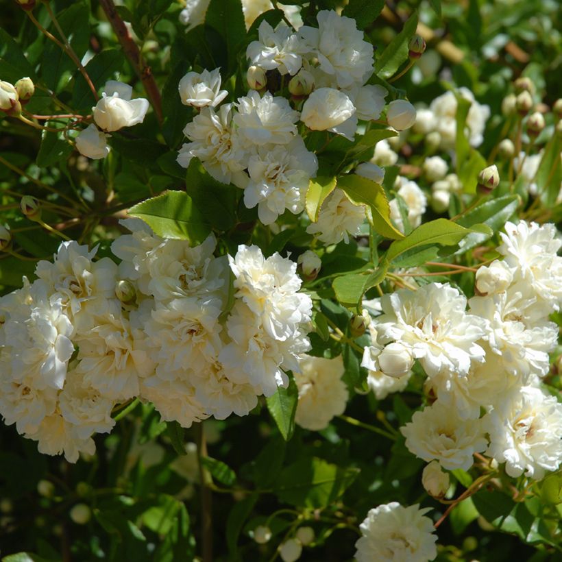 Rosa moscata rampicante Paul's Himalayan Musk (Fogliame)