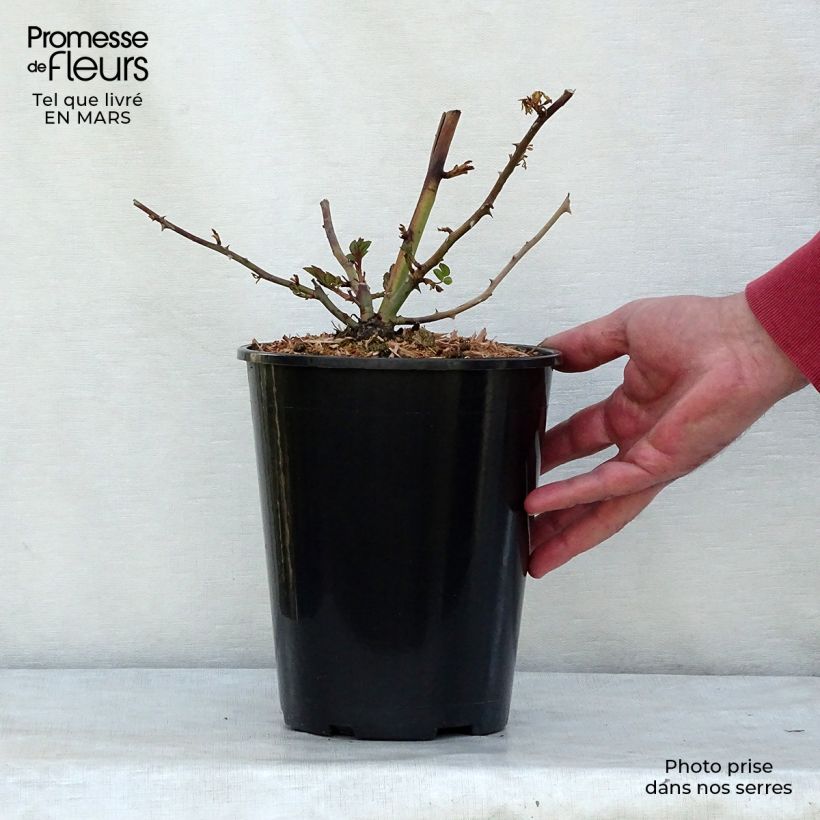 Rosa moscata rampicante Paul's Himalayan Musk Vaso da 4L/5L esemplare consegnato in primavera