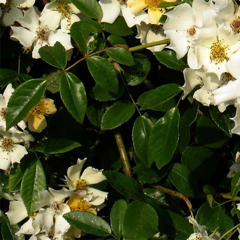 Rosa rampicante Wedding Day (Fogliame)