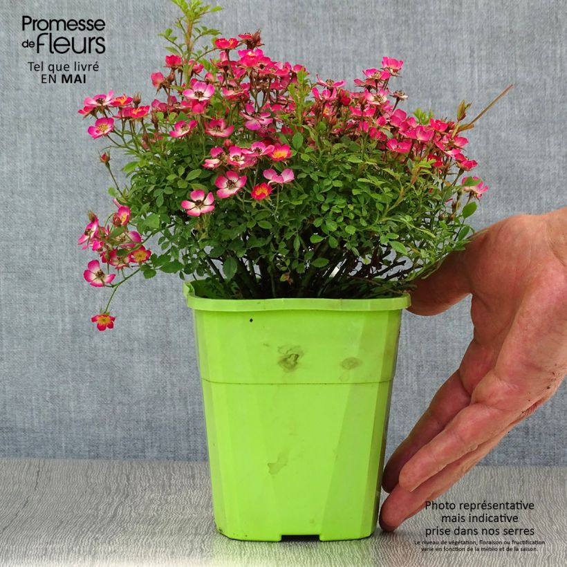 Rosa tappezzante Cutie Pie Vaso da 1,5L/2L esemplare consegnato in primavera